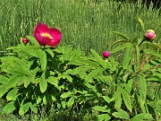 37  Peonia officinalis (Peonia selvatica) in piena fioritura ed in bocciolo